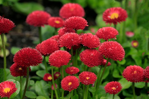 Les animaux sauvages que vous pouvez observer dans une maison à la campagne